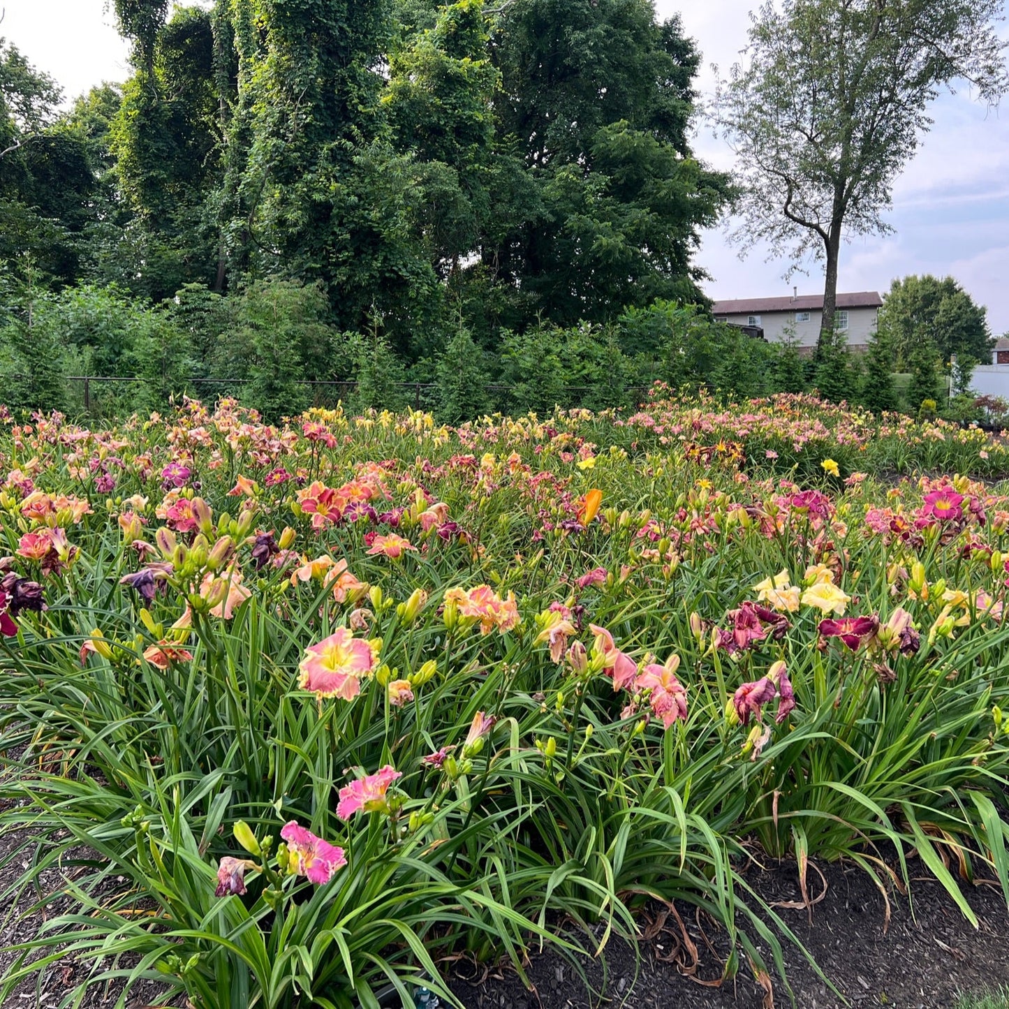 Mixed Daylilies, SF. 10+ qty (As Low As $2.99/ea)