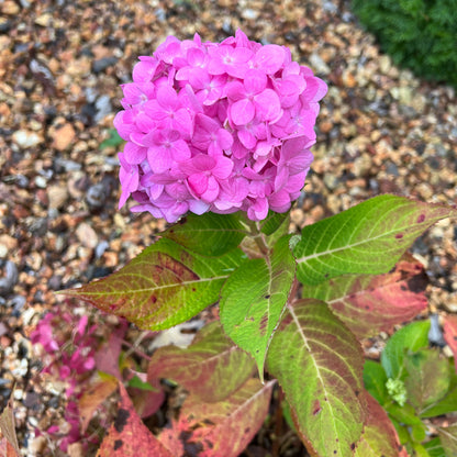 Everblooming Hydrangea (1 Rooted Cutting)