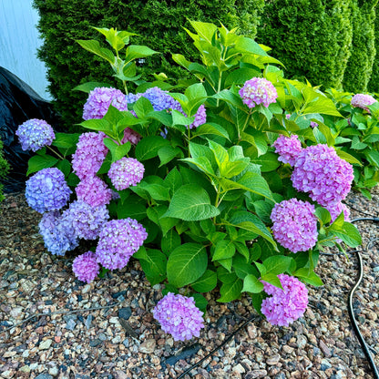 Everblooming Hydrangea (1 Rooted Cutting)