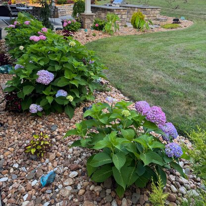 Everblooming Hydrangea (1 Rooted Cutting)