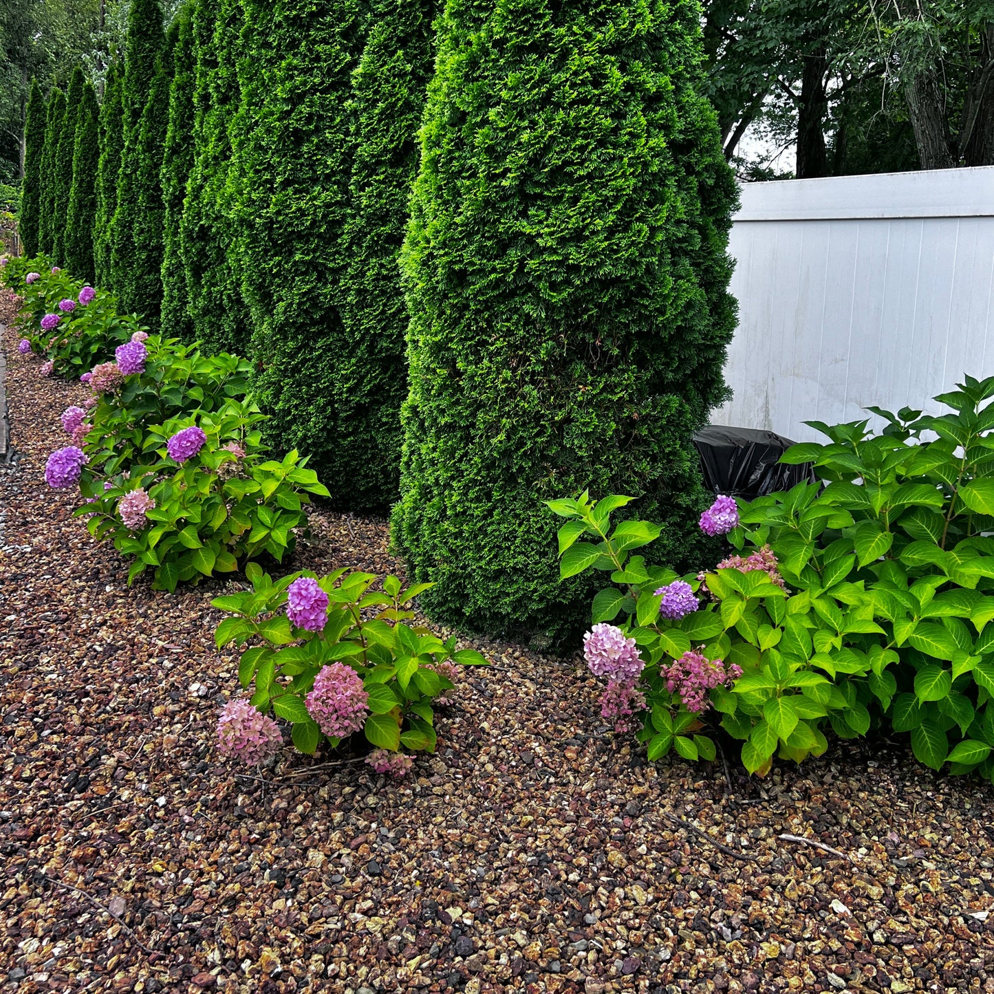 Everblooming Hydrangea (1 Rooted Cutting)