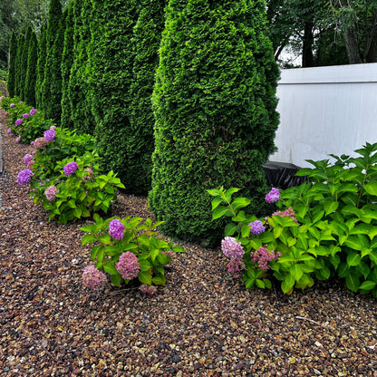 Everblooming Hydrangea (1 Rooted Cutting)