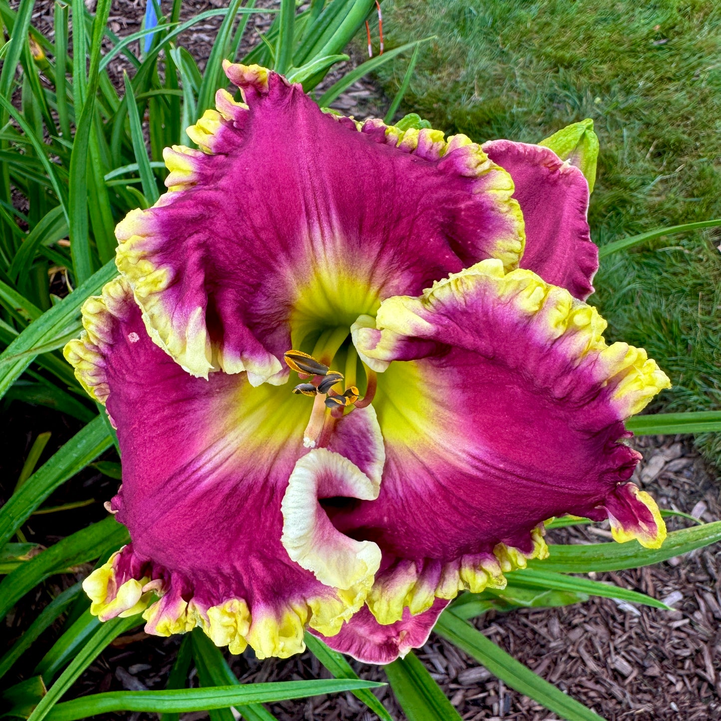 Applique Prism x [Pollen Parent] - 5 seeds