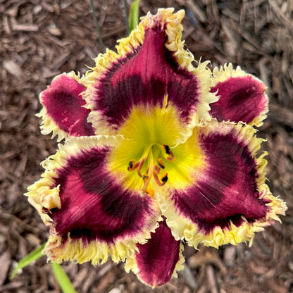 Best In Show x [Pollen Parent] - 5 seeds