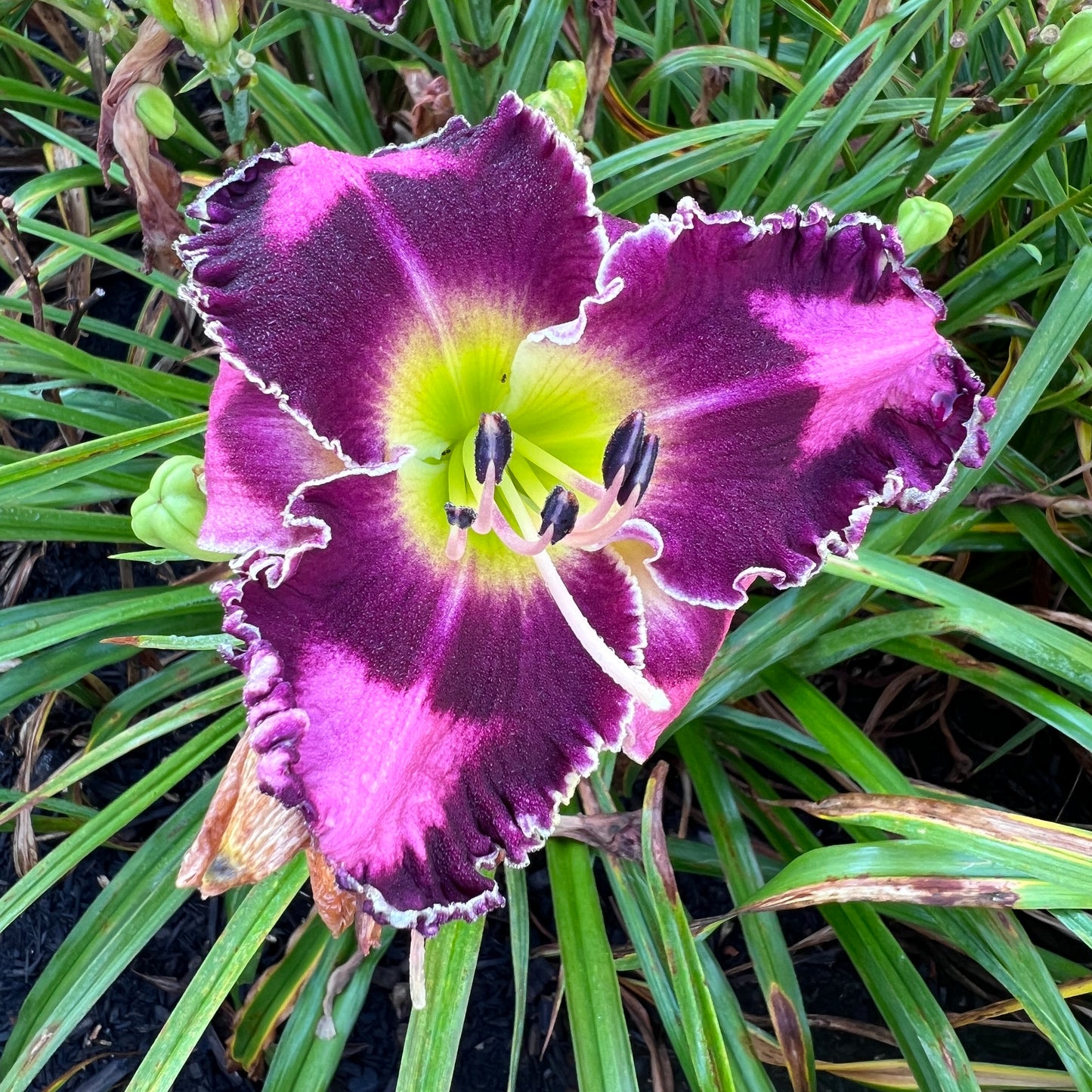 Ann Hathaway's Garden x [Pollen Parent] - 5 seeds