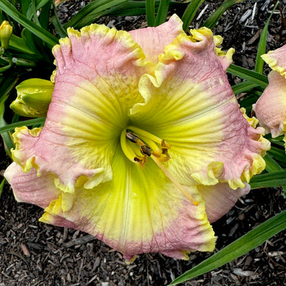 Brookey's Beauty x [Pollen Parent] - 5 seeds