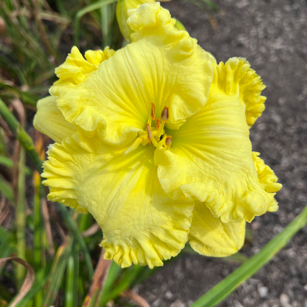 New Day Sunshine, DF