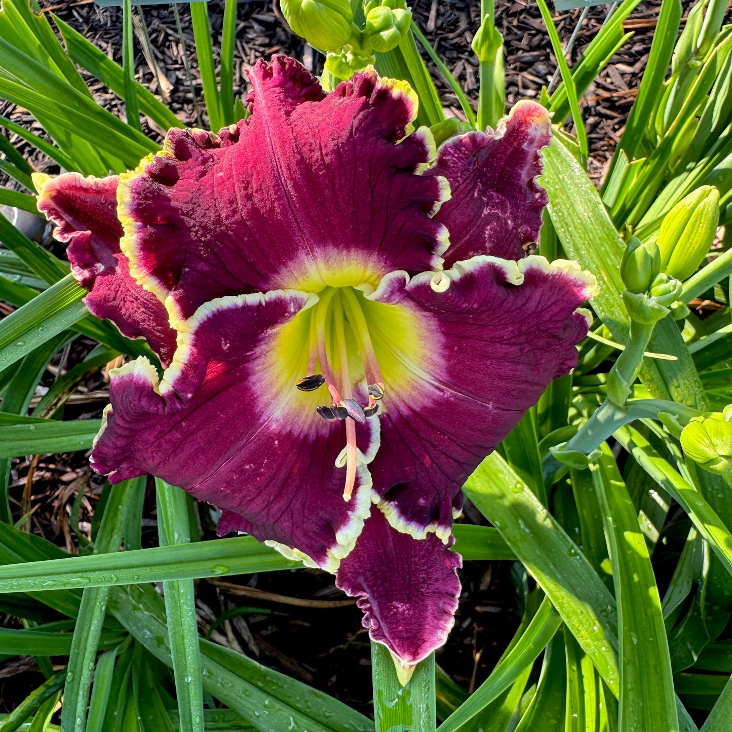Apache Sunrise x [Pollen Parent] - 5 seeds