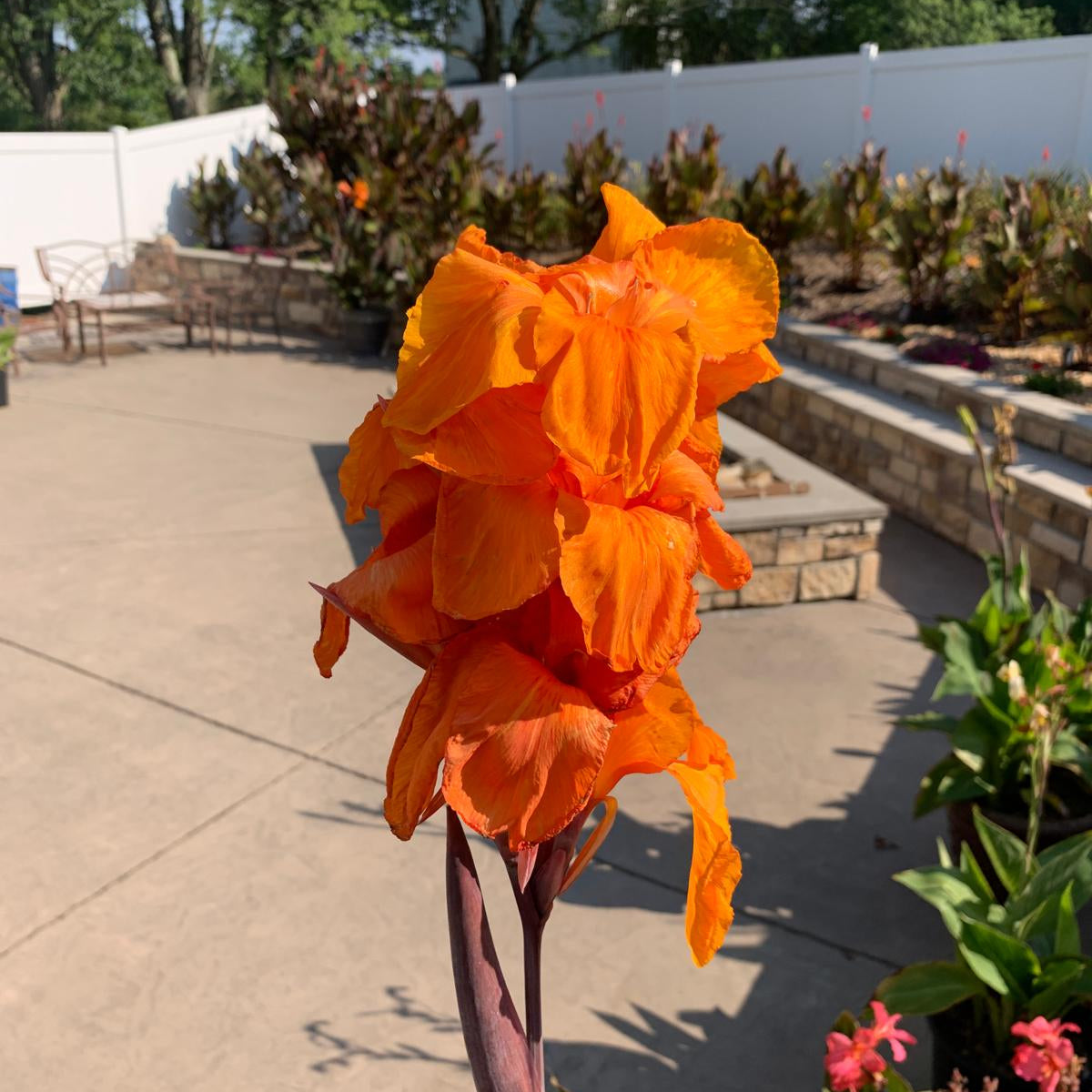 Orange "Wyoming" Canna Bulbs