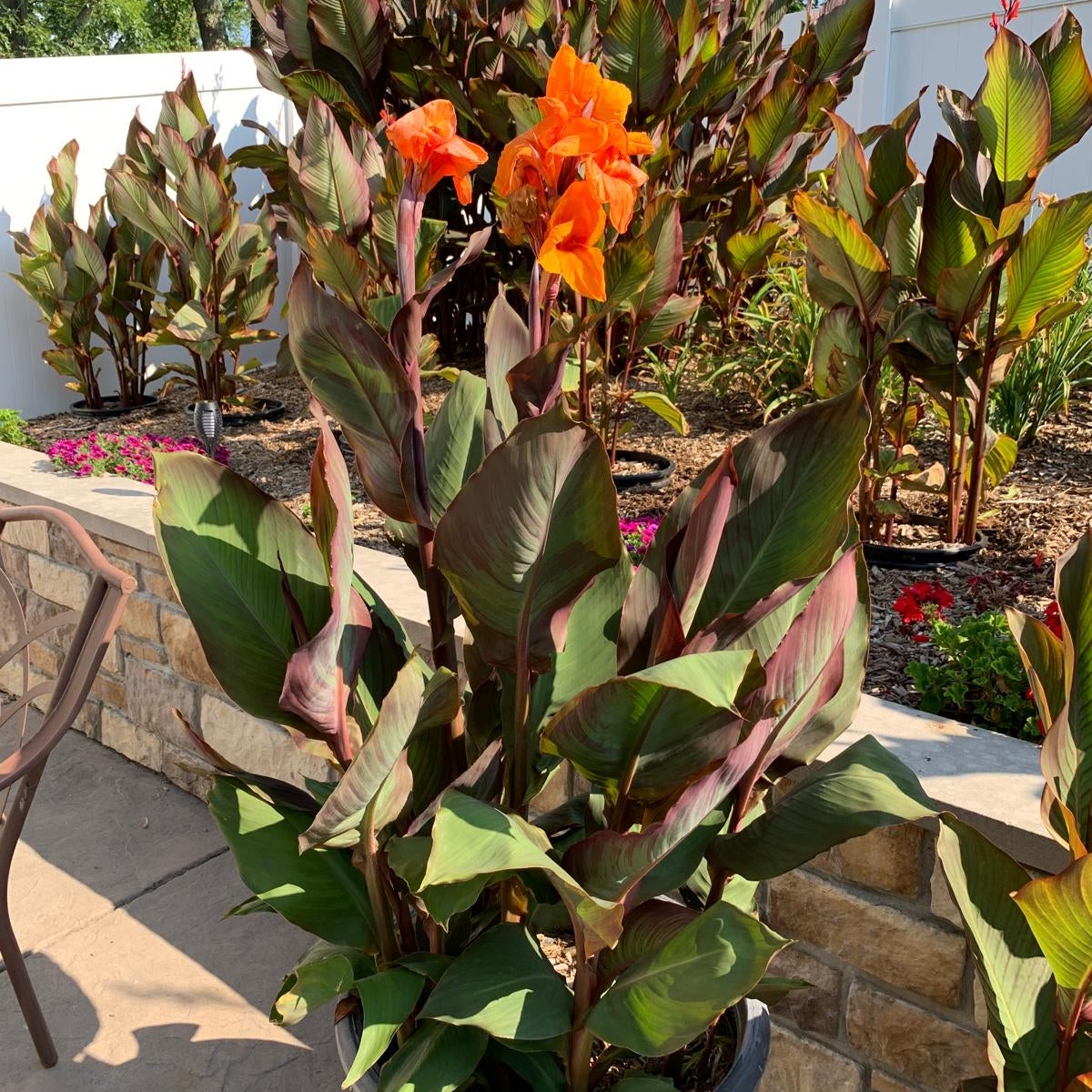 Orange "Wyoming" Canna Bulbs