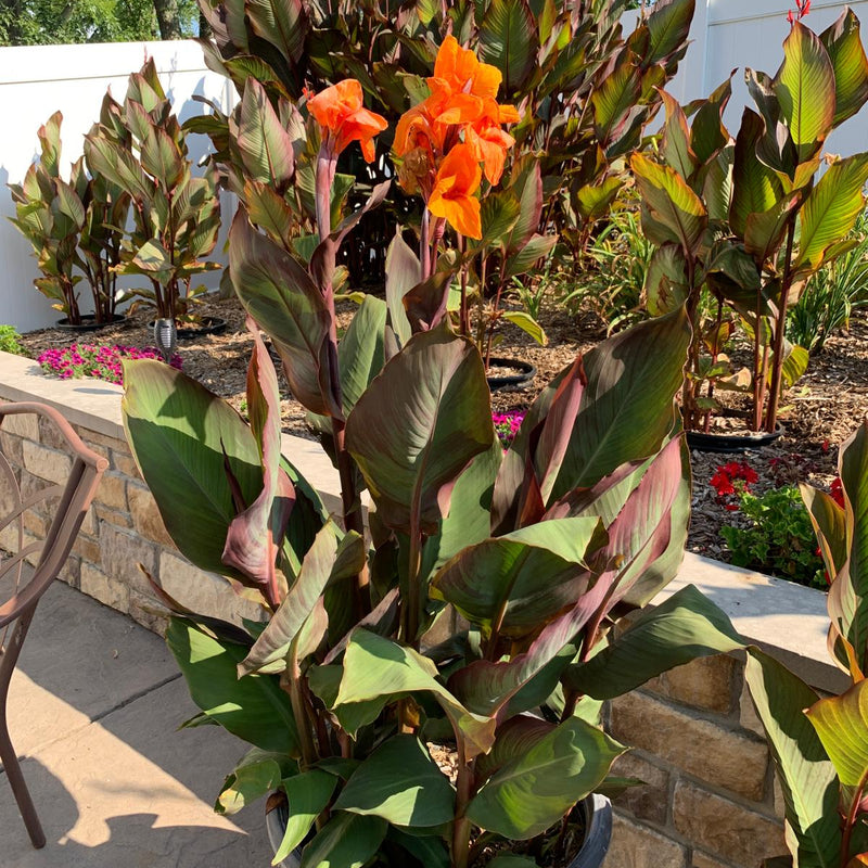 Orange Canna Bulbs