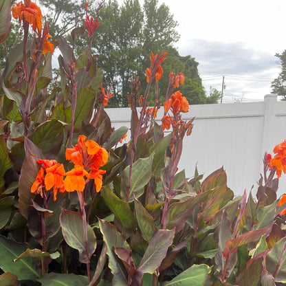 Orange "Wyoming" Canna Bulbs