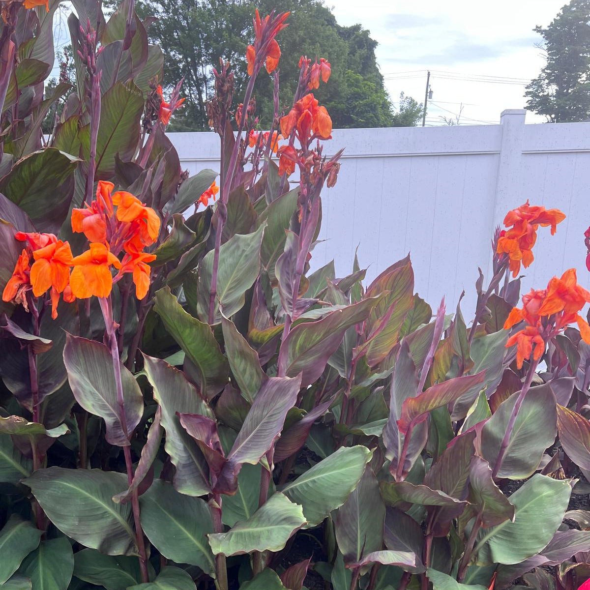 Orange "Wyoming" Canna Bulbs