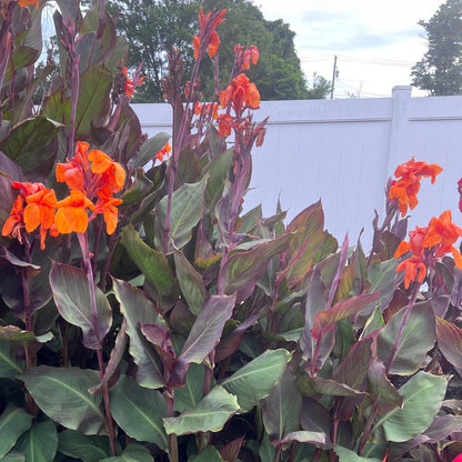 Orange "Wyoming" Canna Bulbs