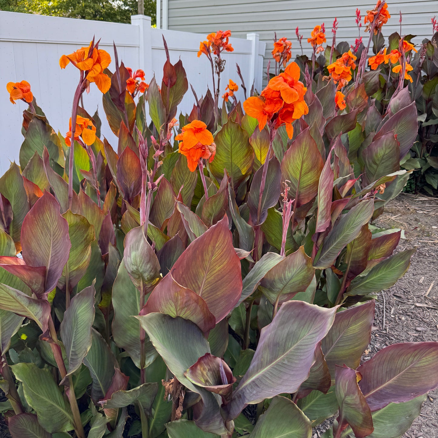 Orange "Wyoming" Canna Bulbs