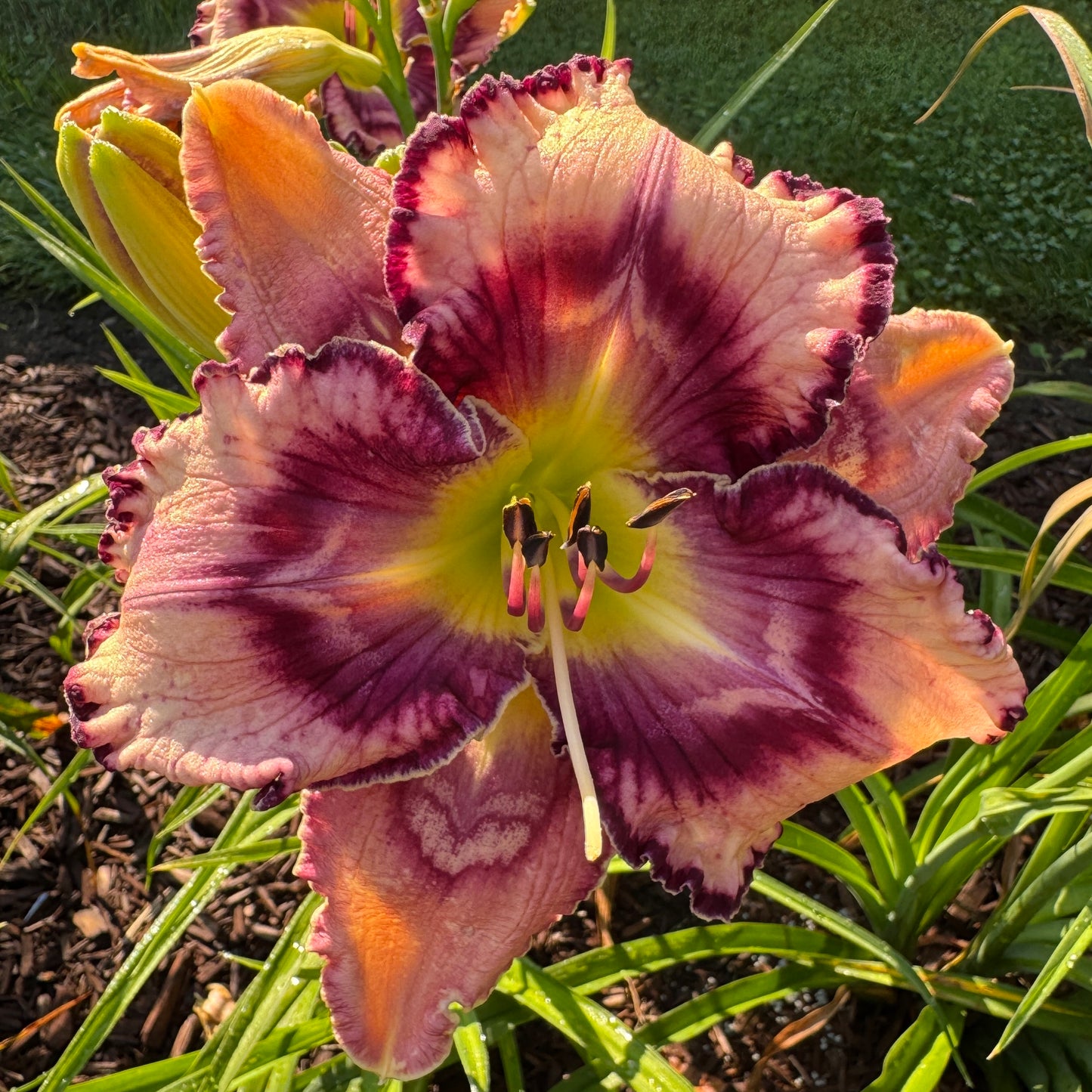 Apache Sunrise x [Pollen Parent] - 5 seeds