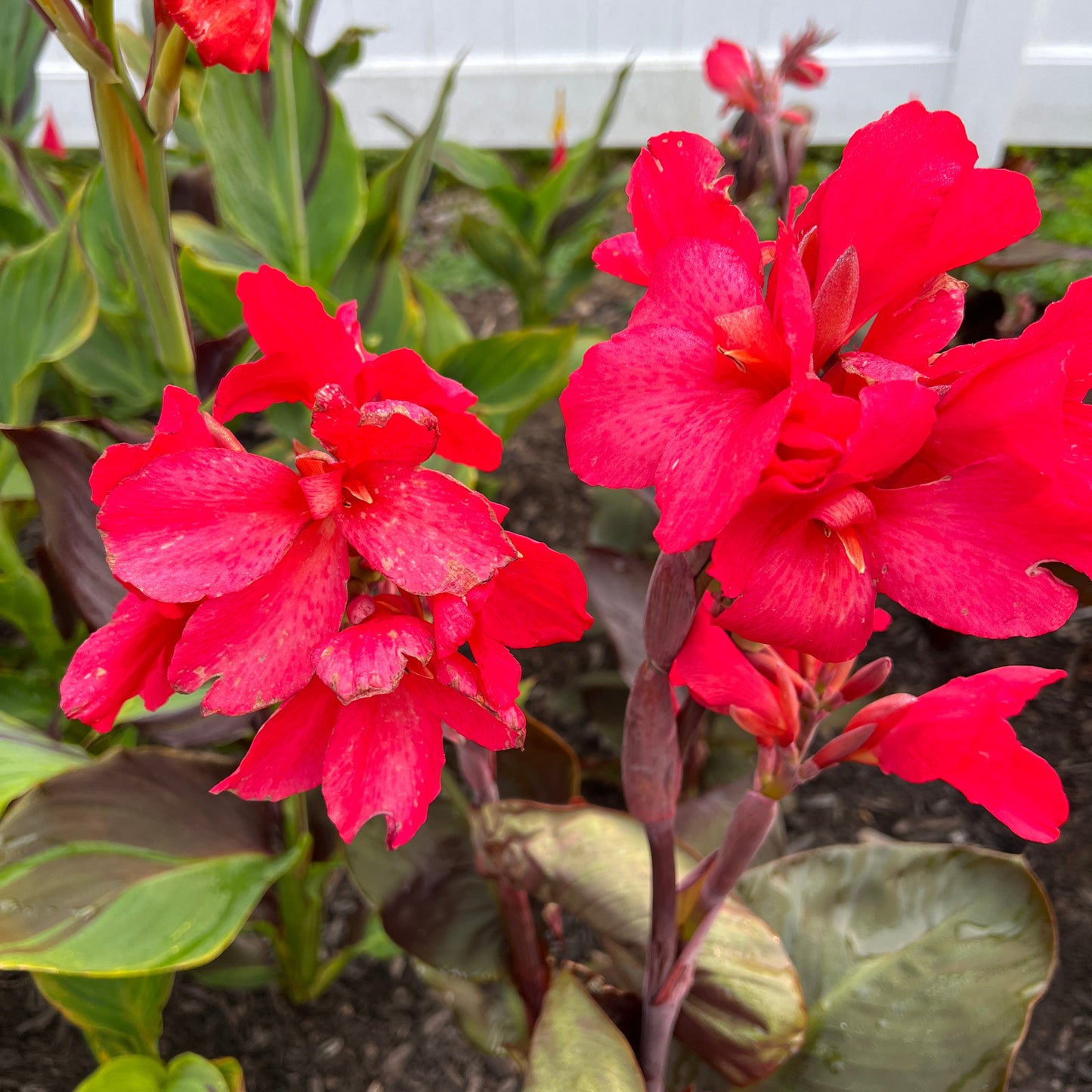 Pink Canna Bulbs