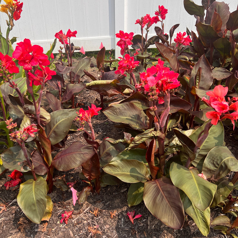 Pink Canna Bulbs