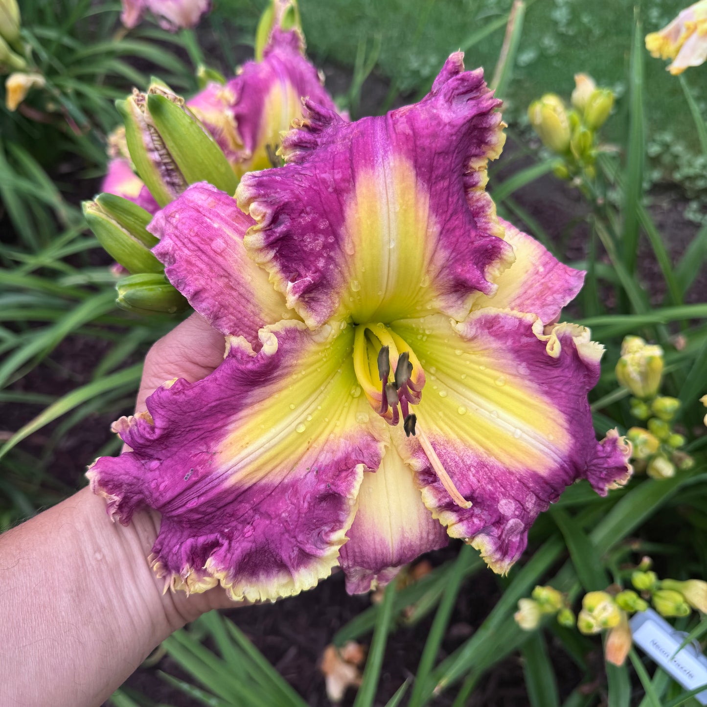 Apache Sunrise x [Pollen Parent] - 5 seeds