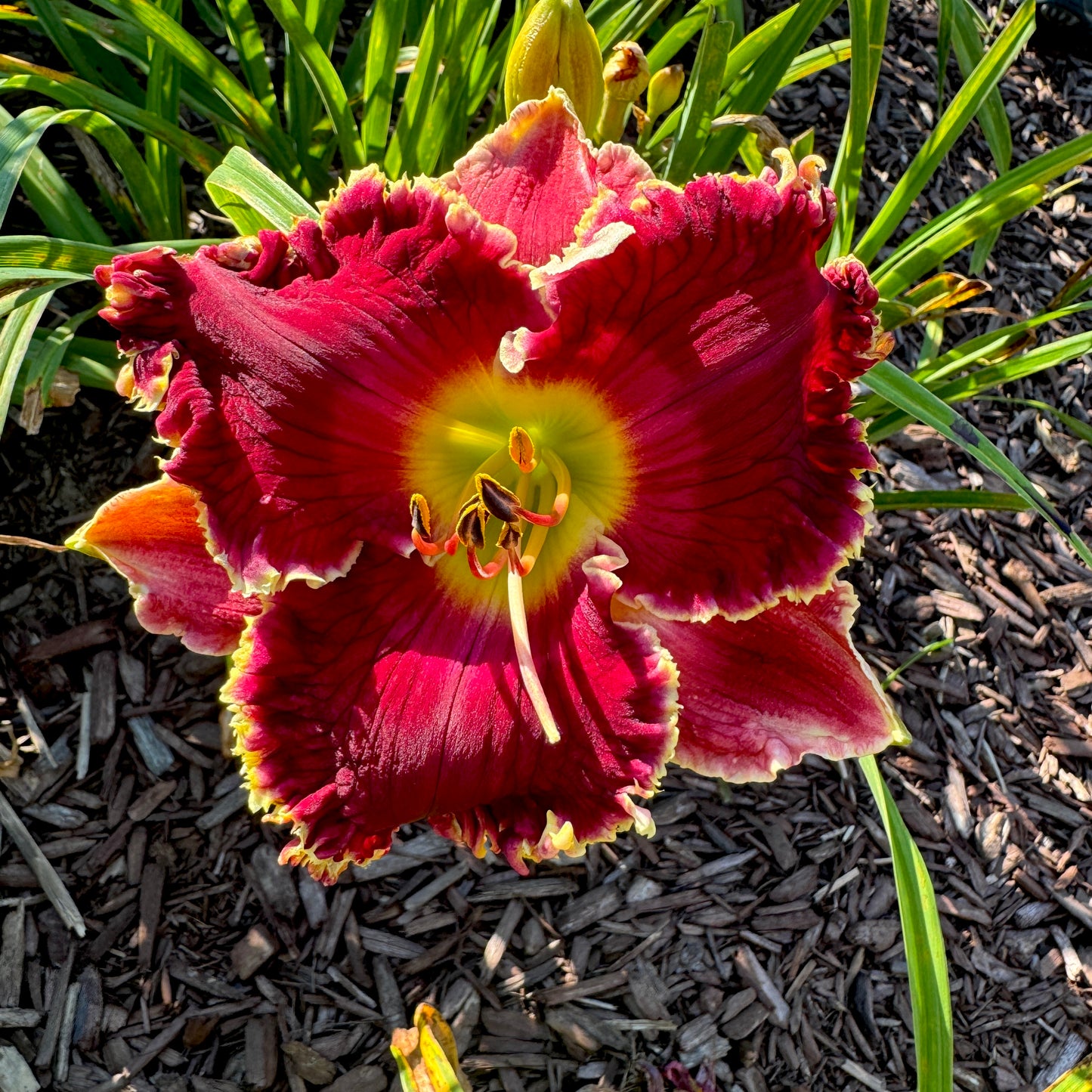 Rambling Red, DF