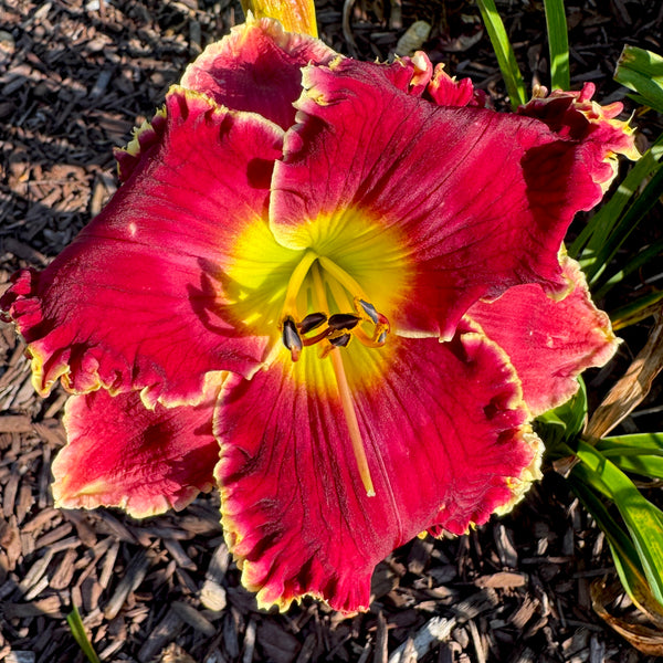 Rambling Red, DF