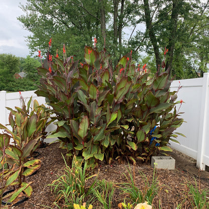 Red Canna Bulbs