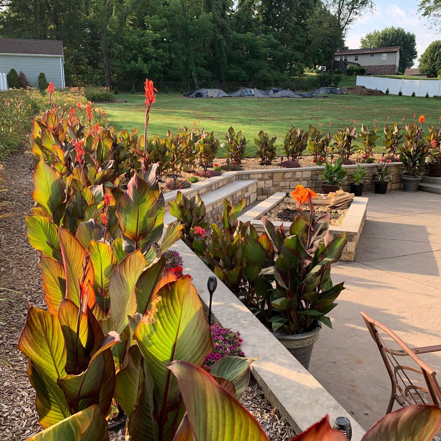 Red Canna Bulbs