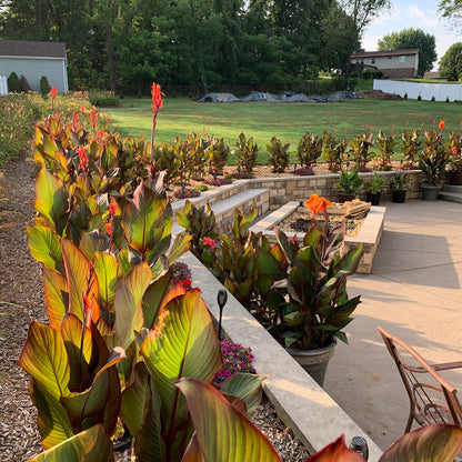 Red Canna Bulbs
