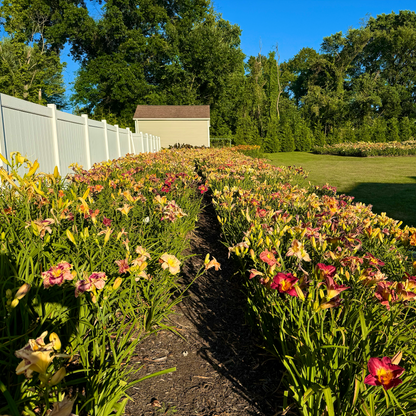 Mixed Daylilies, SF. 10+ qty (As Low As $2.99/ea)