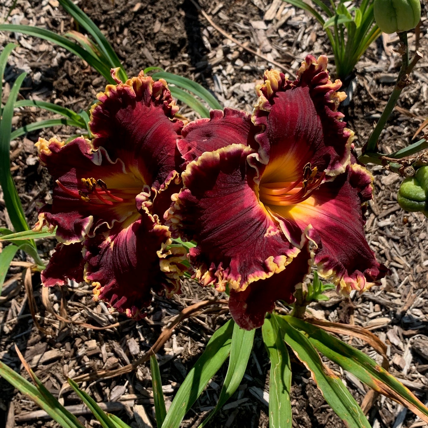 Superstitious, DF