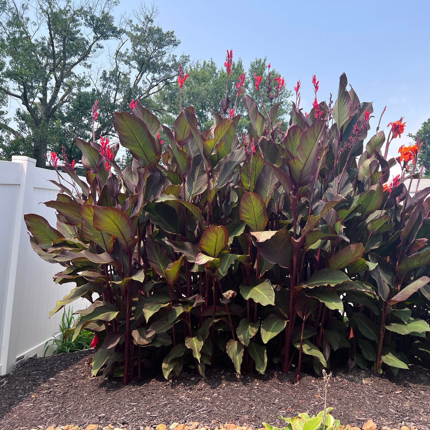Red Canna Bulbs