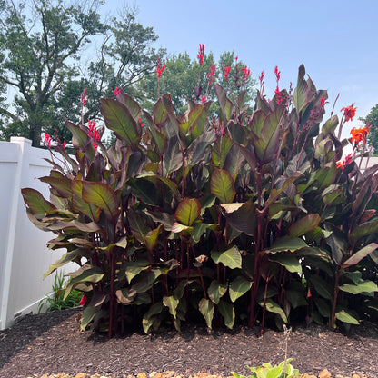 Red Canna Bulbs