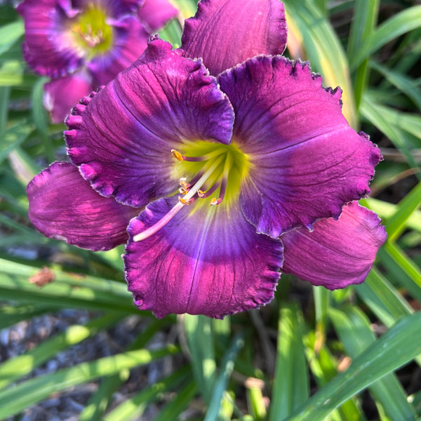 Tet Lavender Blue Baby, DF