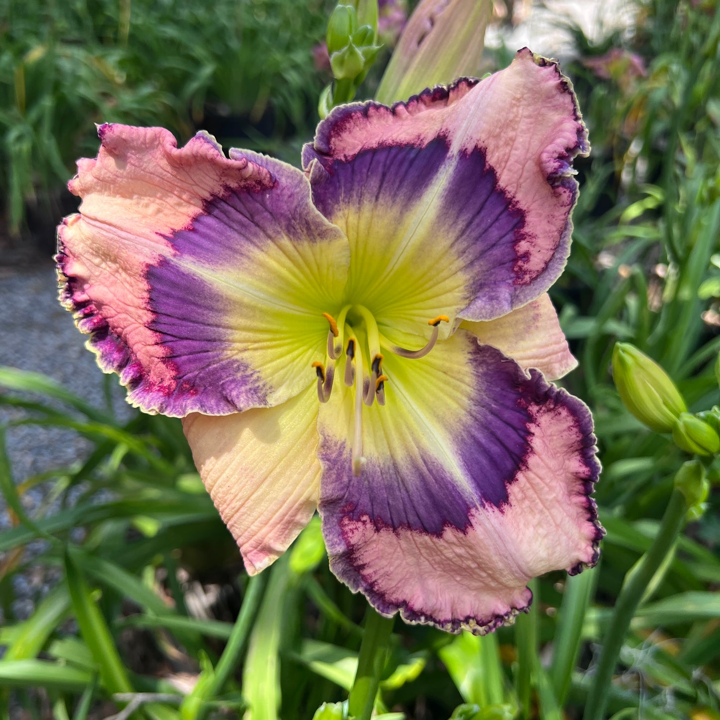 The Glowing Fields, DF