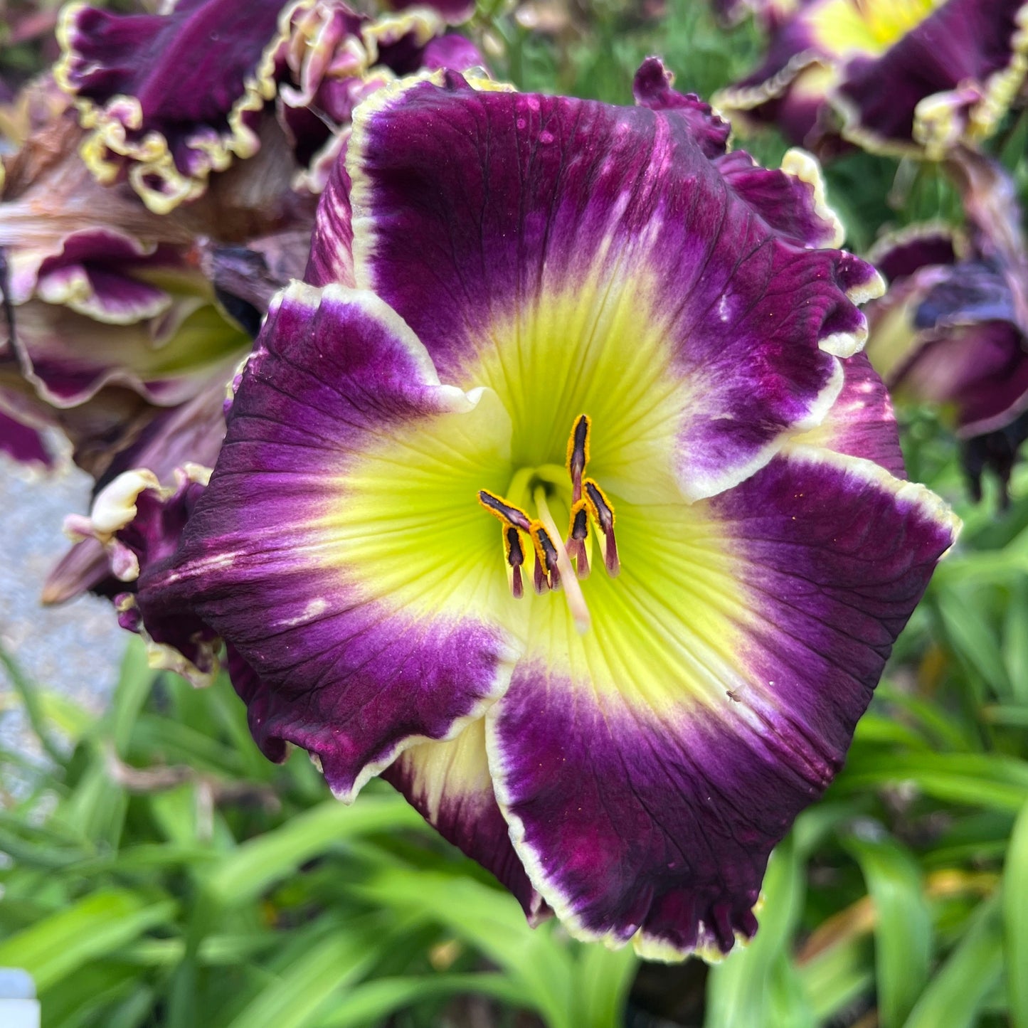 The Grand Whopper, DF