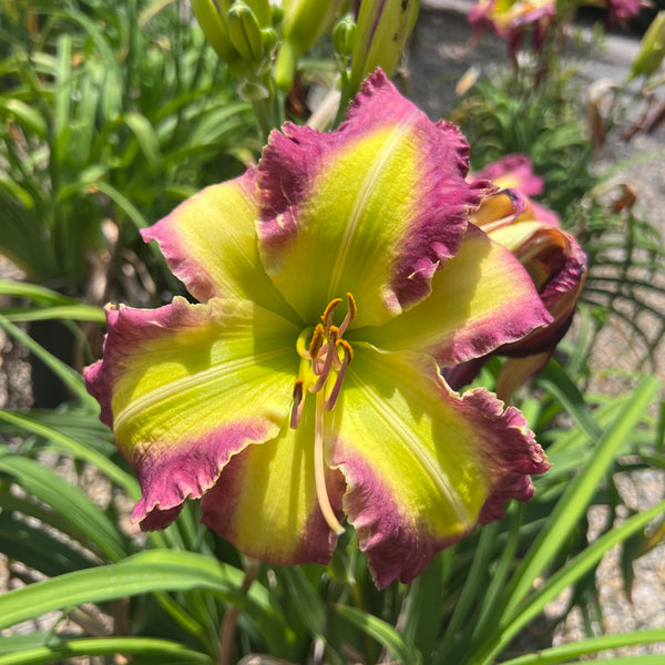 The Green Hammer, DF