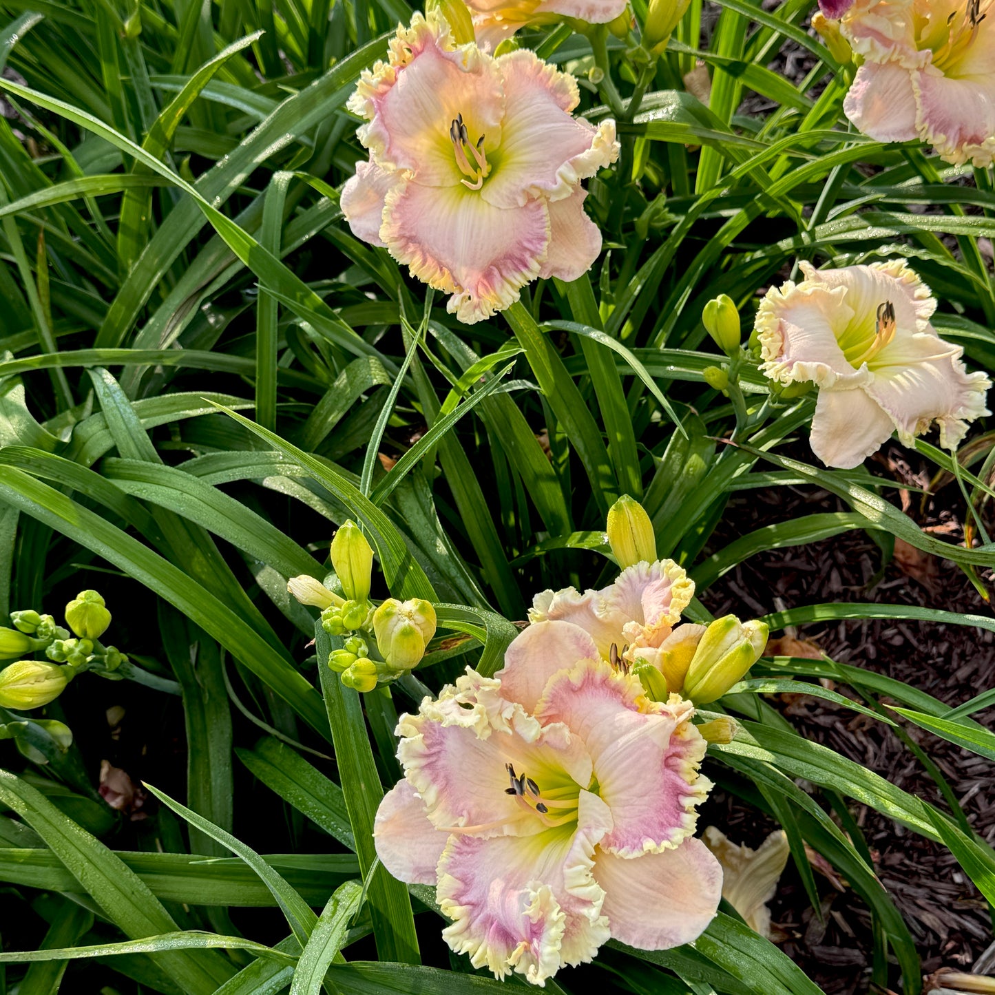 Ultimate Blush, DF