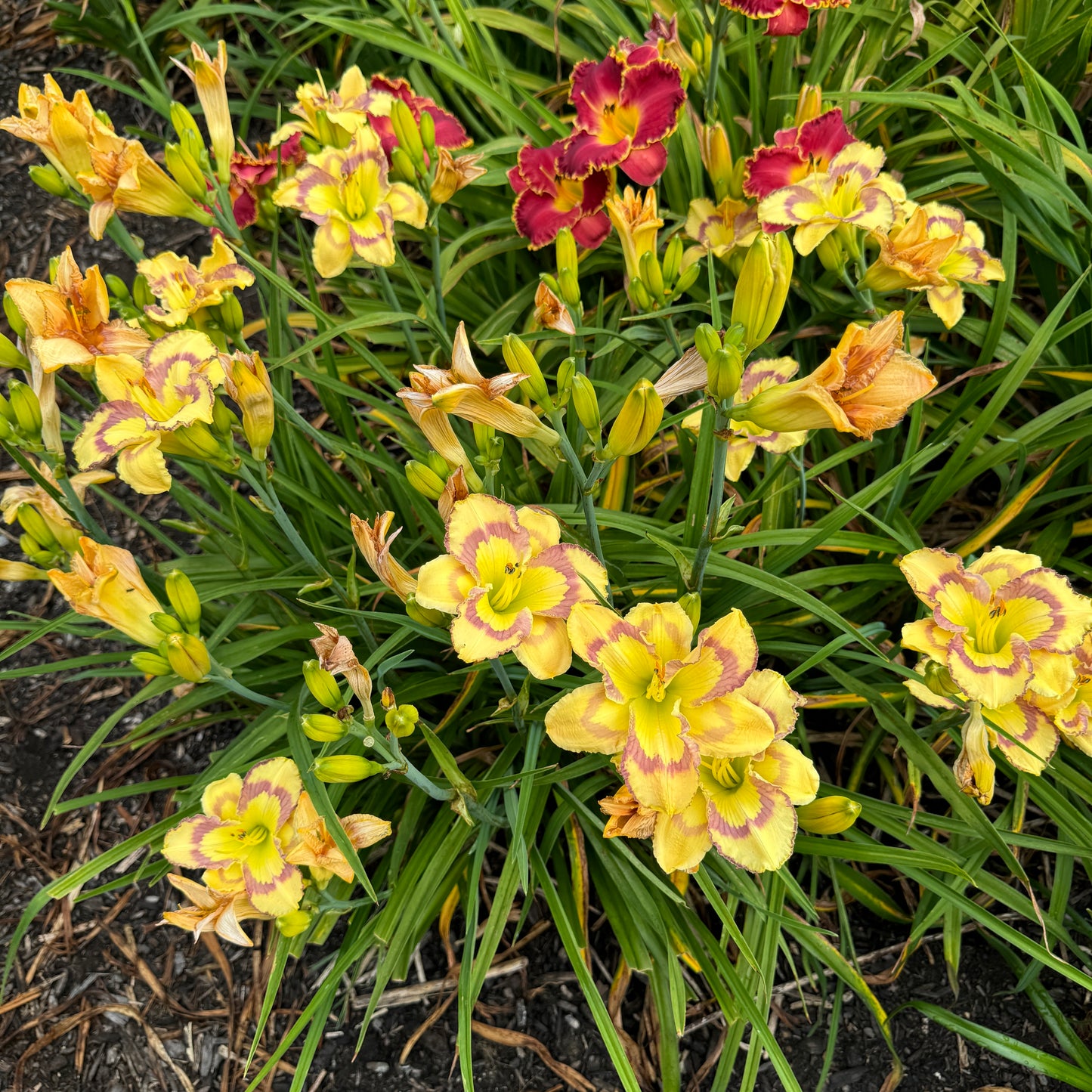 Violet Stained Glass, DF