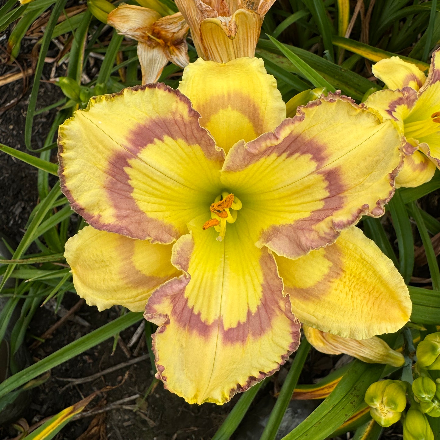 Violet Stained Glass, DF