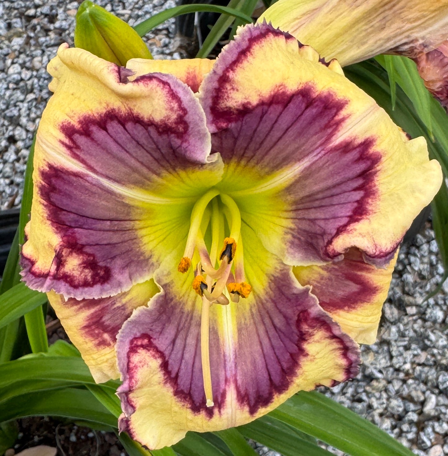 Wildflower Power, DF