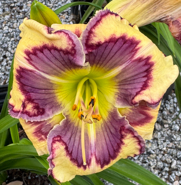 Wildflower Power, DF