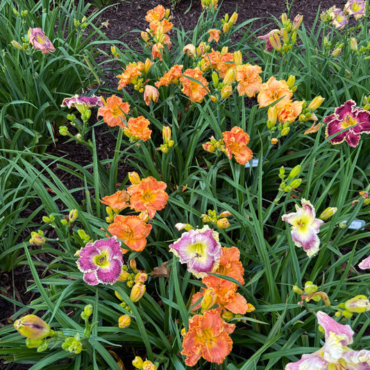 Apache Sunrise Live Plant, DF