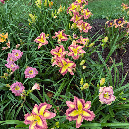 Applique Prism Live Plant, DF