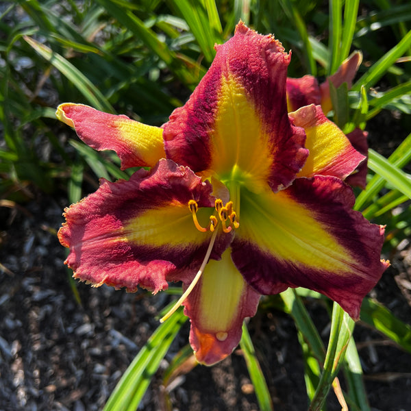 Applique Prism x [Pollen Parent] - 5 seeds