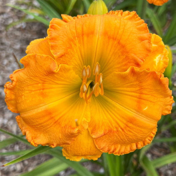 Hanne’s Electric Orange, DF