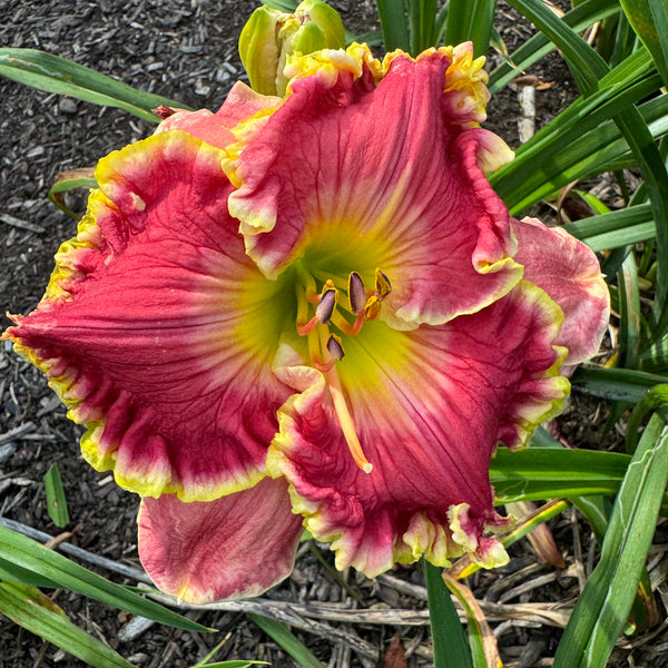 Watermelon Martini, DF